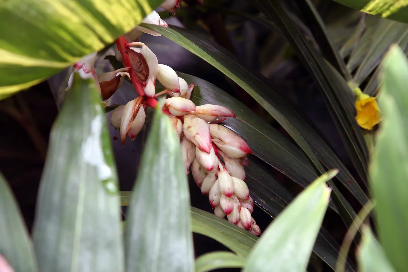 Shell Ginger (Alpinia Zerumbet) — Adds aromatic, visual interest to shaded garden areas or as a container specimen; although it can tolerate some, image 49