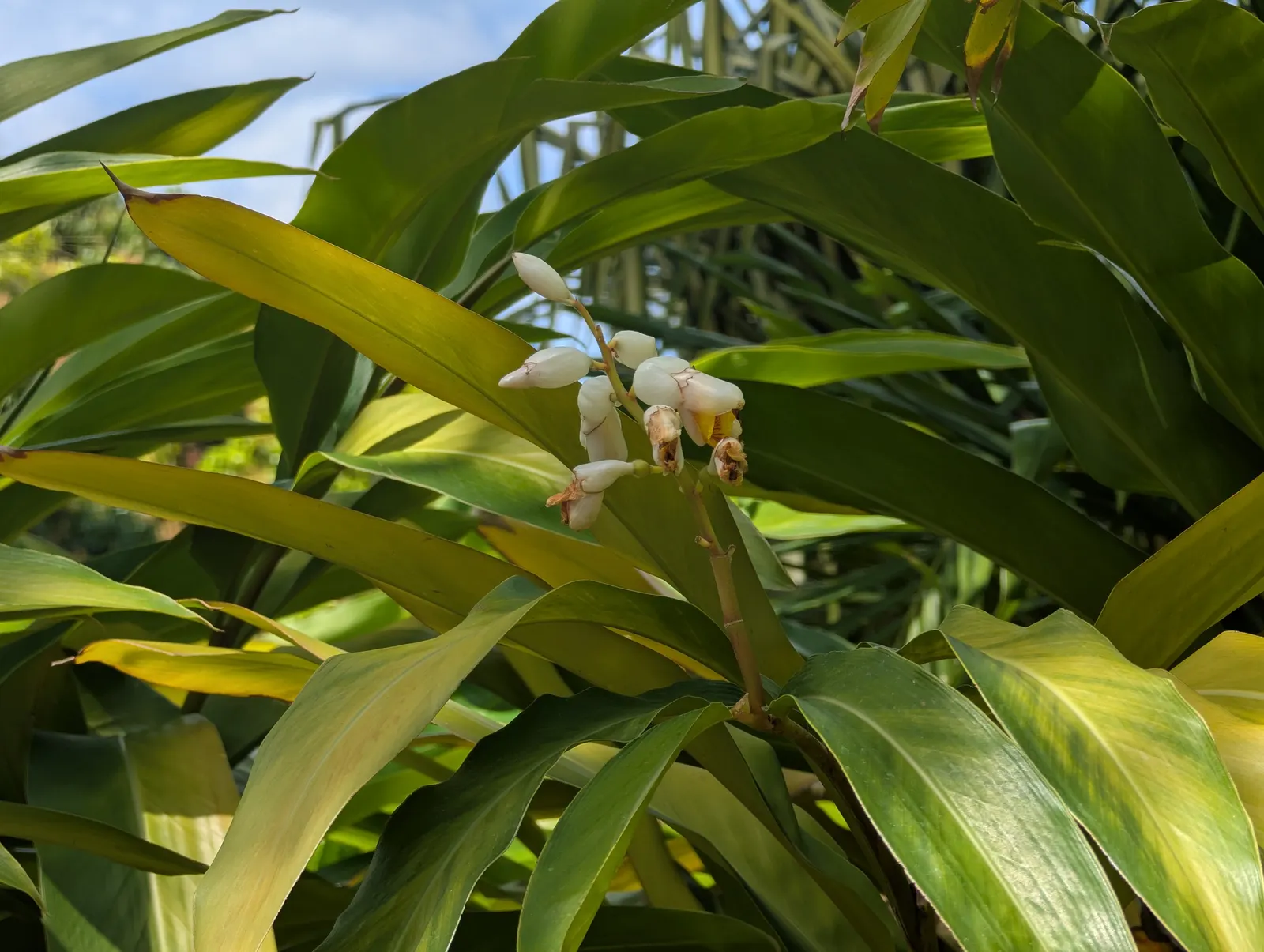 Shell Ginger (Alpinia Zerumbet) — Ideal for USDA zones 8-10, it requires protection from frost