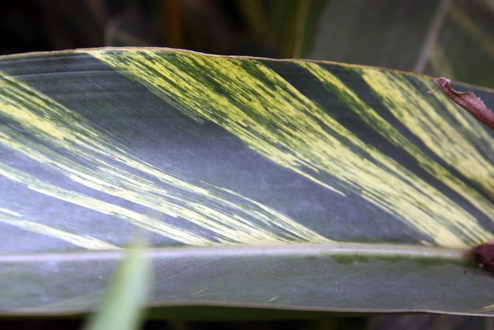Shell Ginger (Alpinia Zerumbet) — although it can tolerate some sun exposure.<br><br>The plant's lance-shaped leaves are a glossy green; shell, image 54