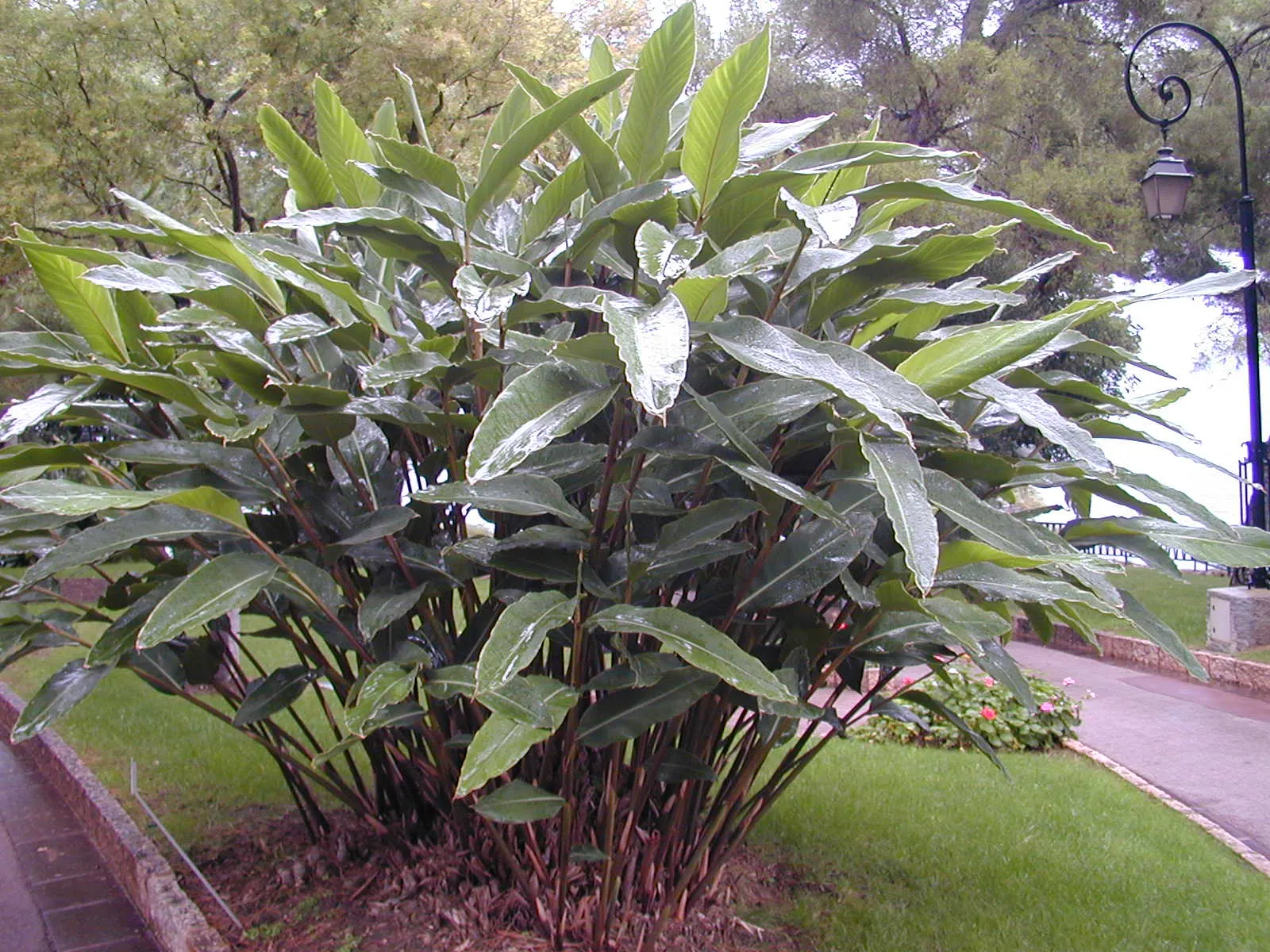 Shell Ginger (Alpinia Zerumbet) — For optimal growth, a high-potassium fertilizer should be applied in the growing season; perennial with green and white blooms