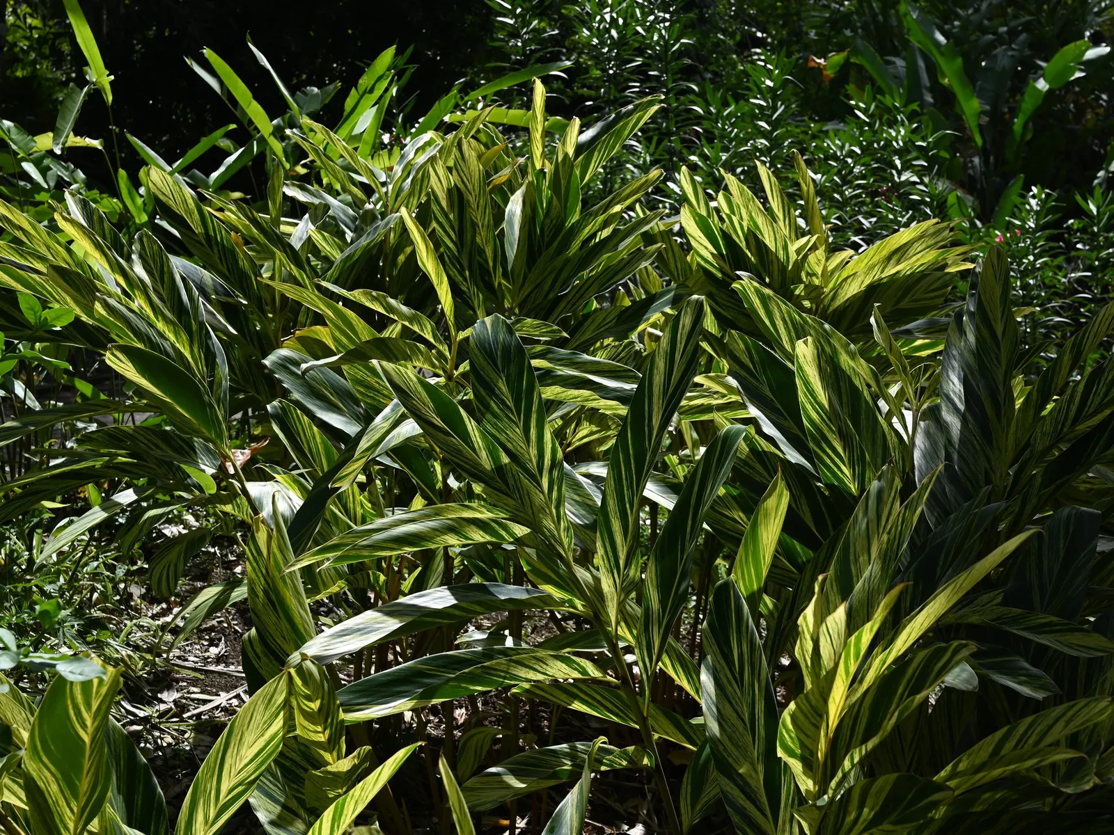 Shell Ginger (Alpinia Zerumbet) — it can be grown in containers and brought indoors during frost periods to maintain year-round interest
