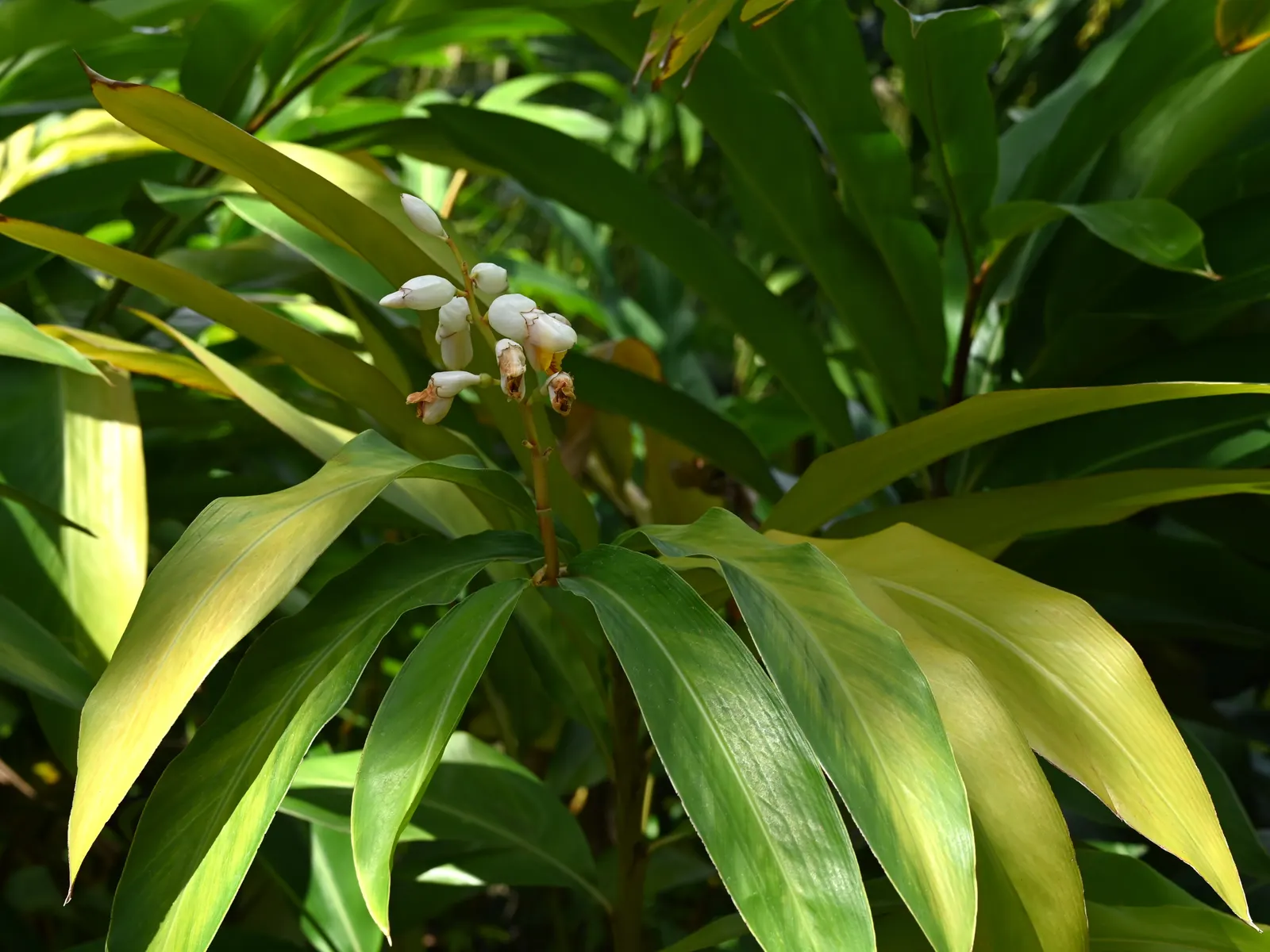 Shell Ginger (Alpinia Zerumbet) — Its lush, green leaves add tropical flair, and it thrives in partial shade with rich, moist soil