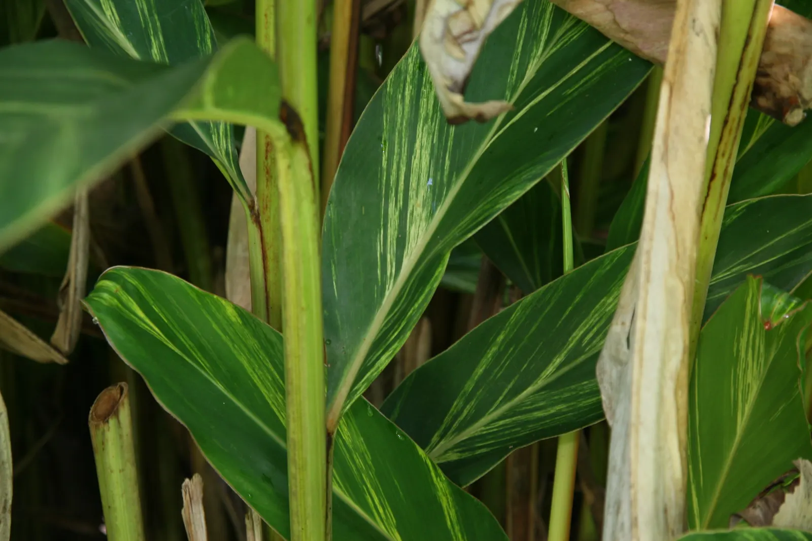 Shell Ginger (Alpinia Zerumbet) — perennial for half; making it a dynamic addition to the discerning client's garden
