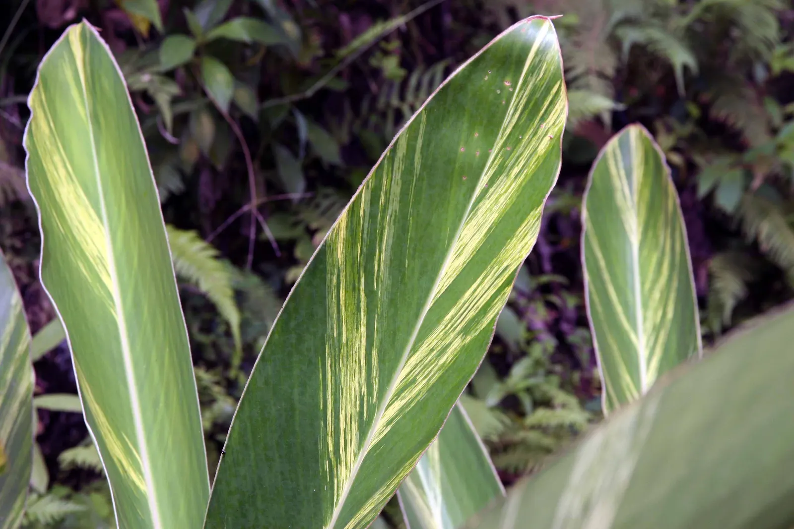 Shell Ginger (Alpinia Zerumbet) — the Shell Ginger can be used for mass plantings; adding a touch of exotic flair to the garden, image 62