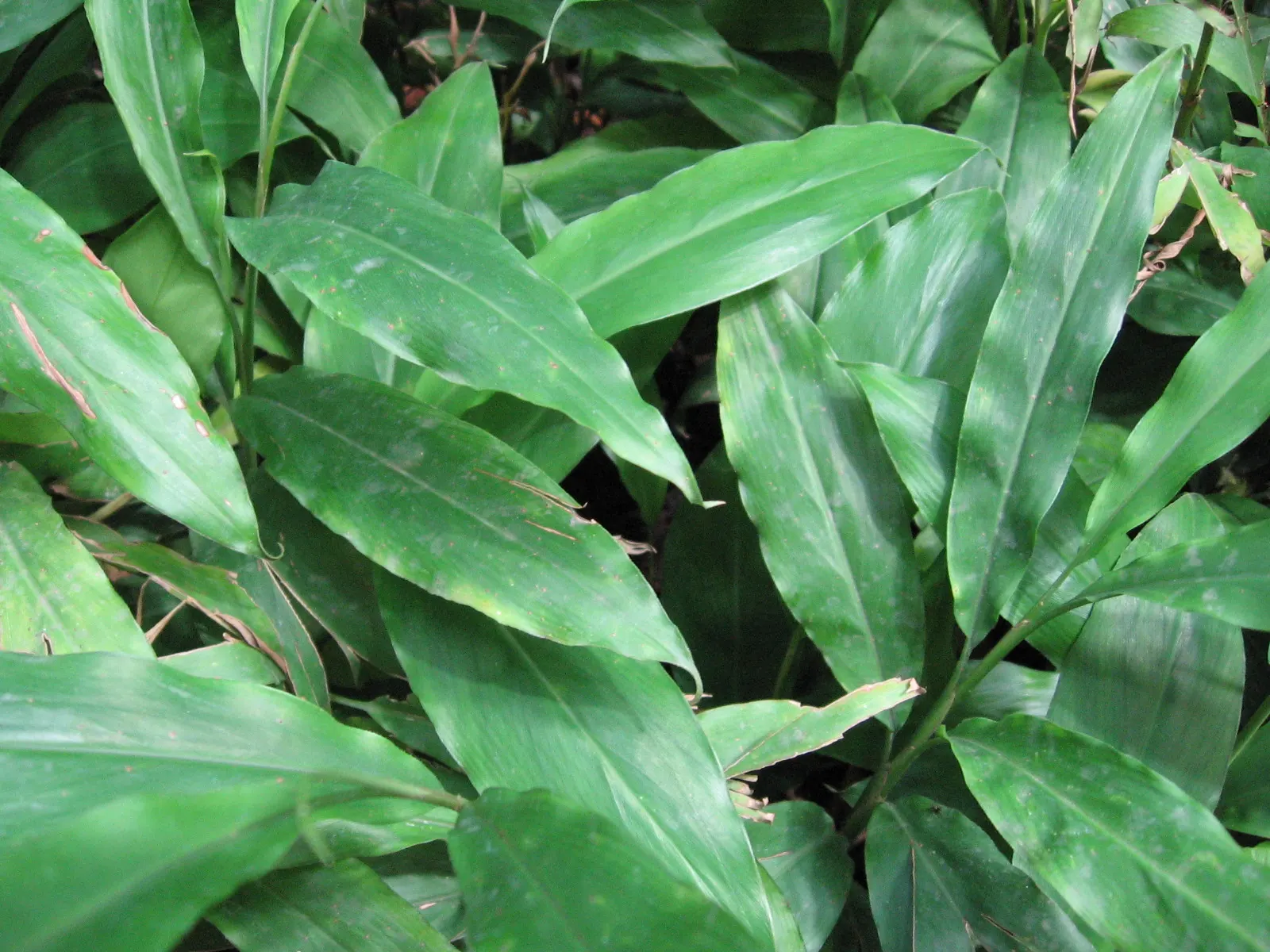 Shell Ginger (Alpinia Zerumbet) — making it a captivating choice for landscape focal points