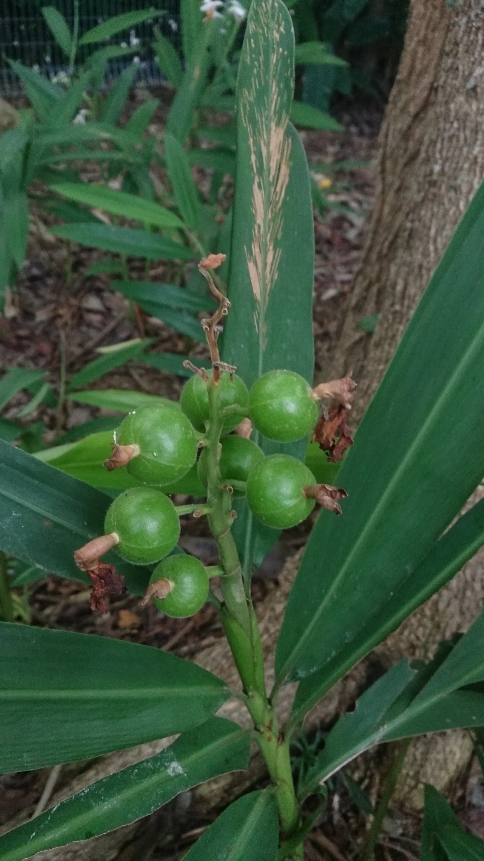 Shell Ginger (Alpinia Zerumbet) — it can be grown in containers and brought indoors during frost periods to maintain year-round interest; commonly, image 61