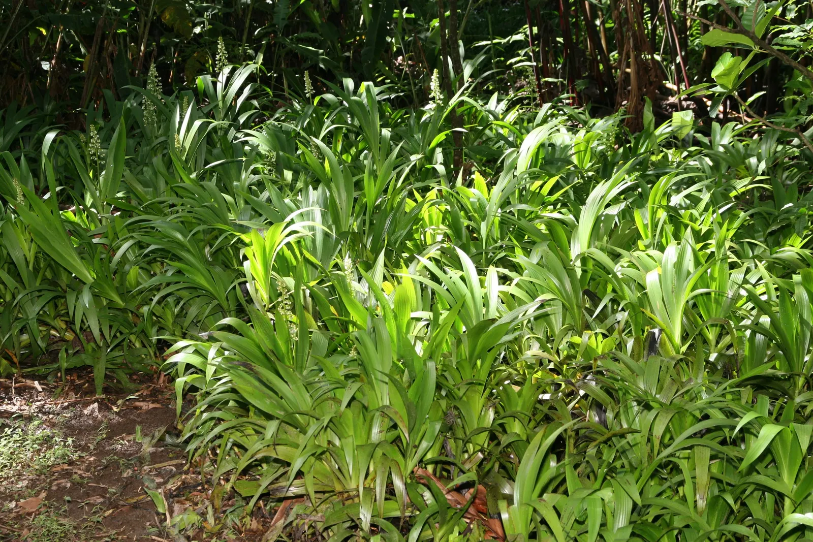 Shell Ginger (Alpinia Zerumbet) — Ideal for USDA zones 8-10, it requires protection from frost; its lush, green leaves add tropical flair, and it thrives in