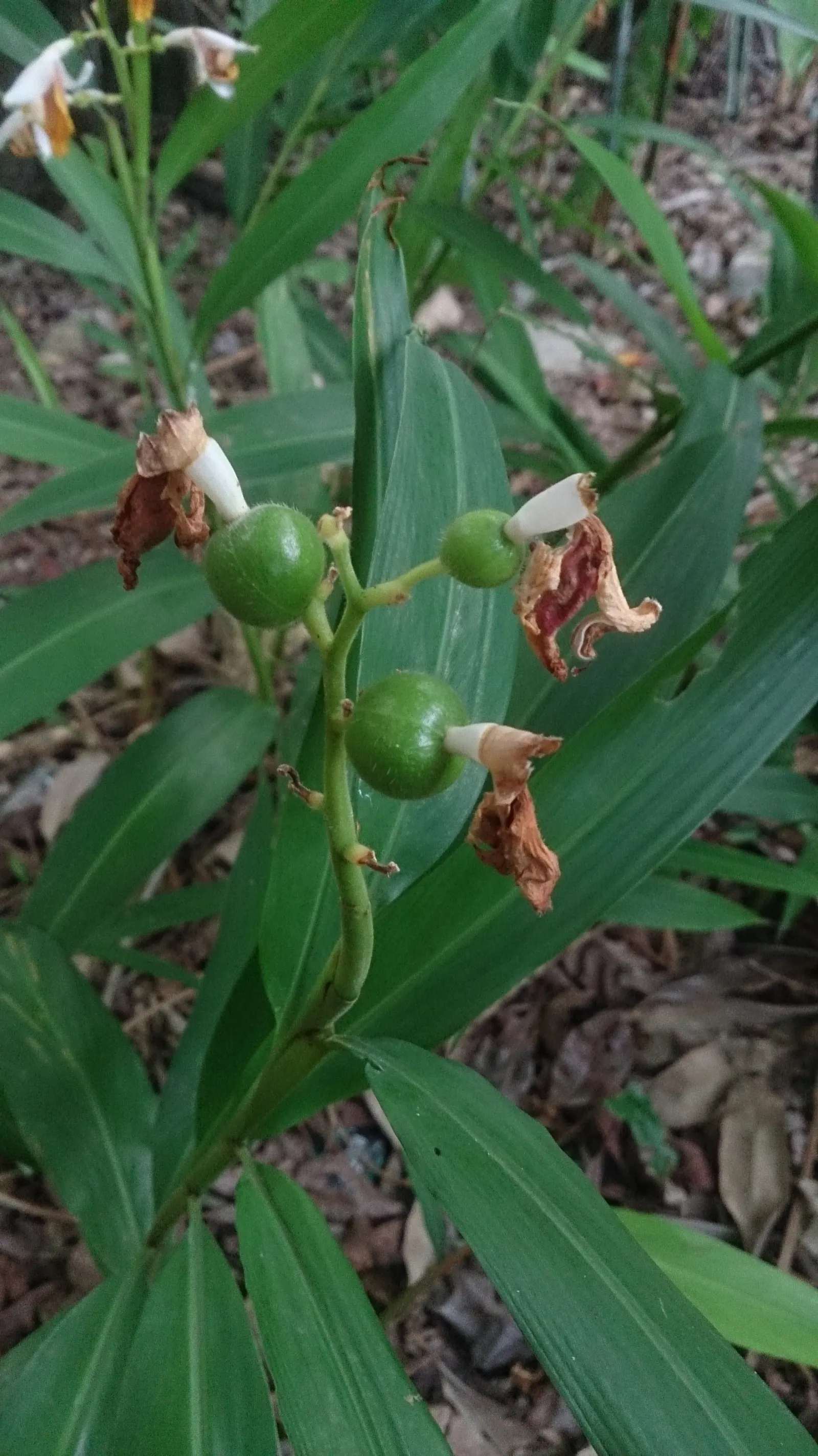Shell Ginger (Alpinia Zerumbet) — making it a captivating choice for landscape focal points; the Shell Ginger thrives in USDA hardiness zones 8, image 52
