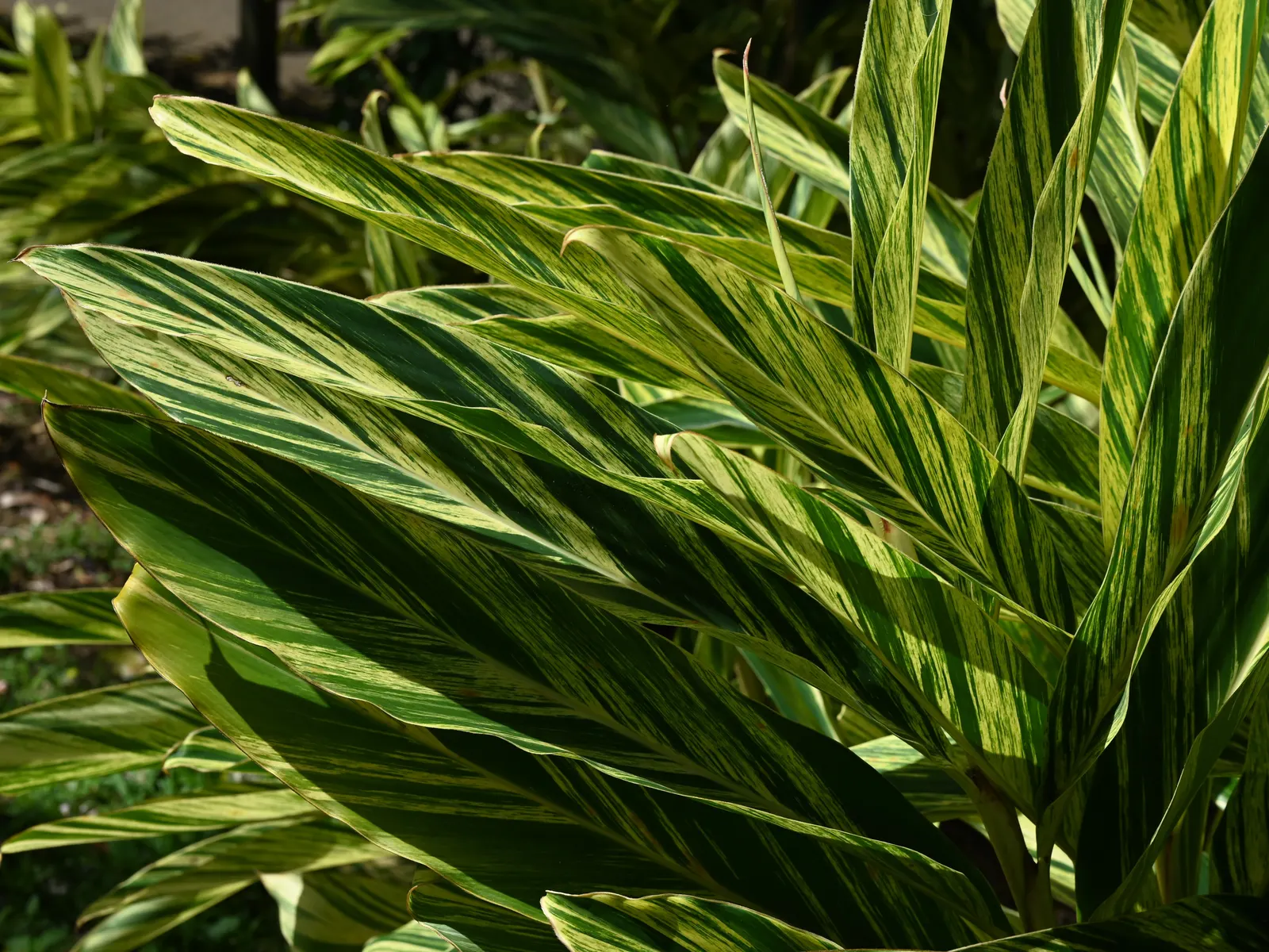 Shell Ginger (Alpinia Zerumbet) — Consistent moisture is key, although the plant is slightly drought-tolerant once established