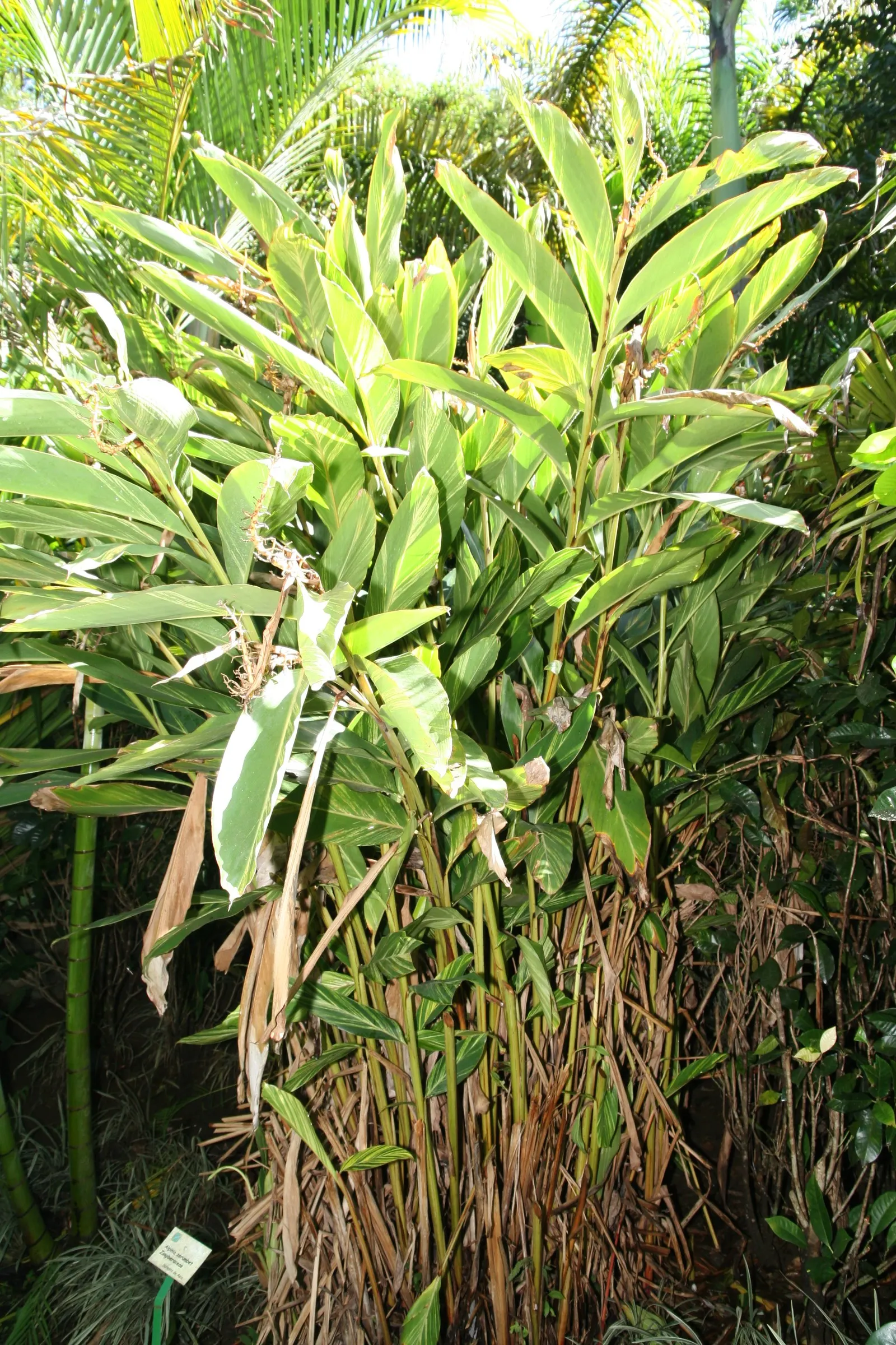 Shell Ginger (Alpinia Zerumbet) — Shell Ginger (Alpinia zerumbet) is a perennial, reaching heights of 8-10 ft; ideal for USDA zones 8-10, it, image 45