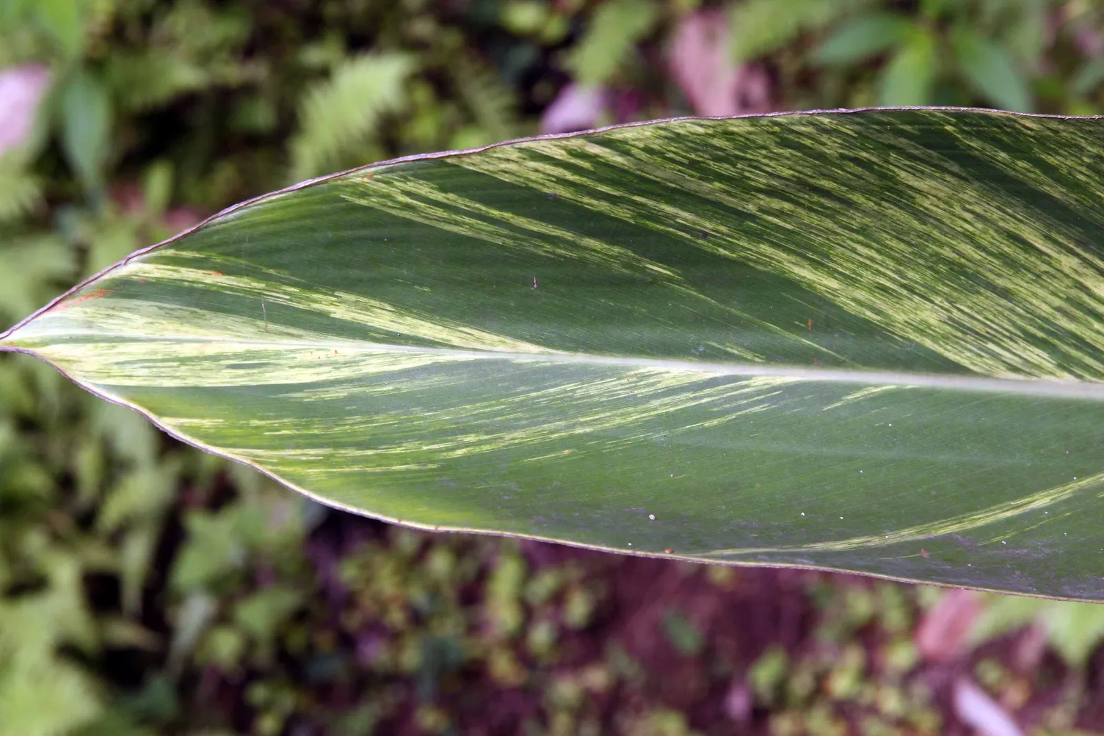 Shell Ginger (Alpinia Zerumbet) — adding a touch of exotic flair to the garden