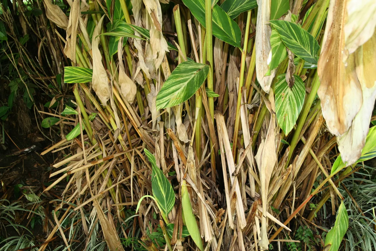 Shell Ginger (Alpinia Zerumbet) — Consistent moisture is key, although the plant is slightly drought-tolerant once established; these flowers are, image 59