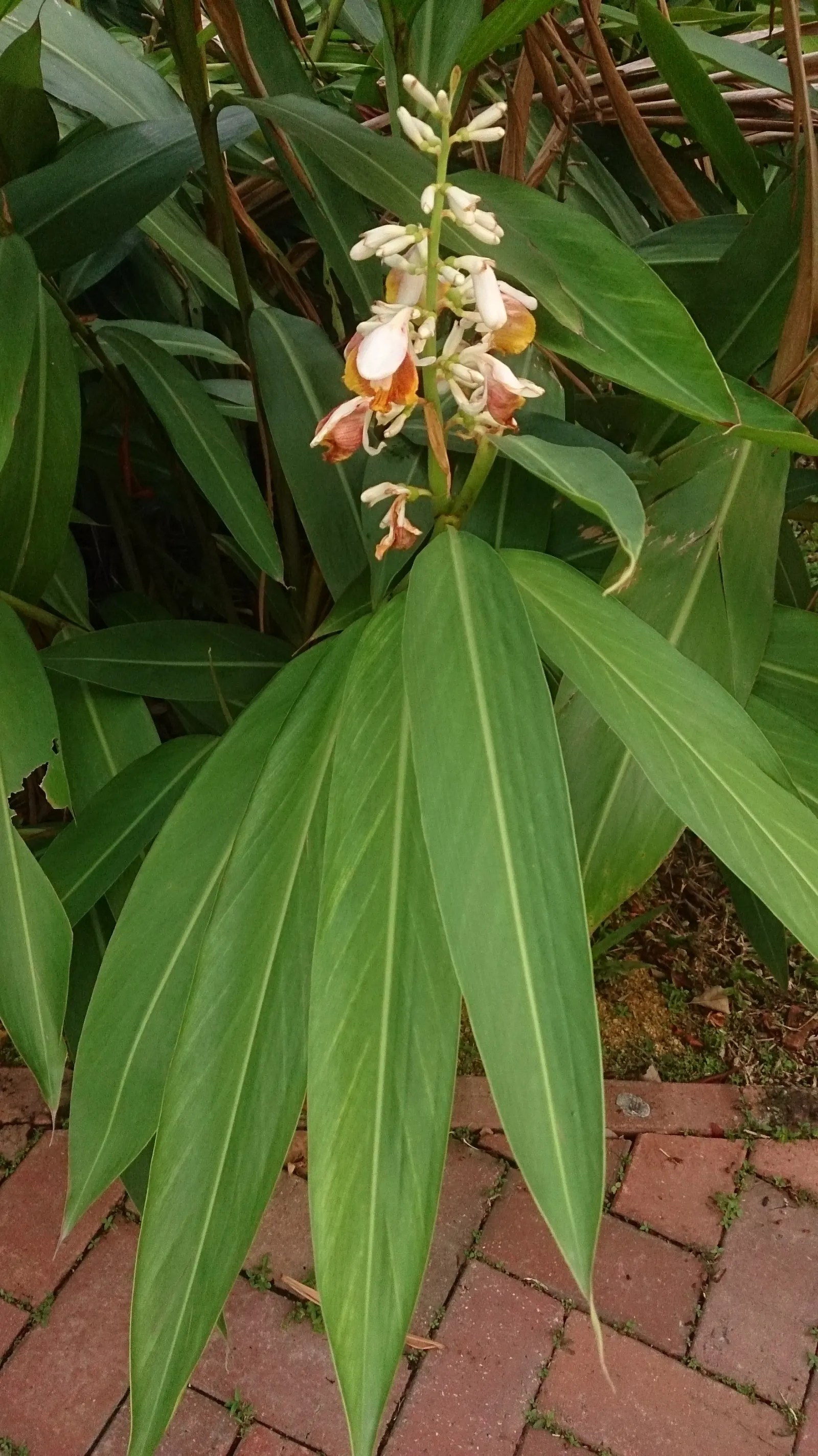 Shell Ginger (Alpinia Zerumbet) — the Shell Ginger can be used for mass plantings; adding a touch of exotic flair to the garden