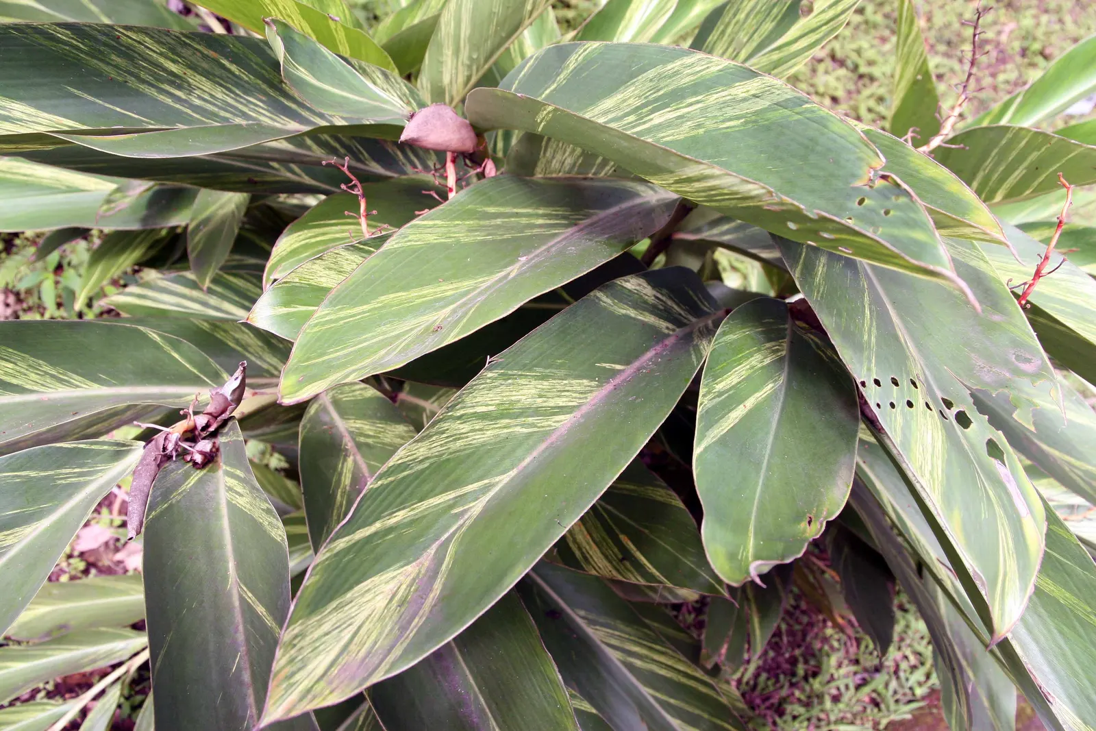 Shell Ginger (Alpinia Zerumbet) — Adds aromatic, visual interest to shaded garden areas or as a container specimen; although it can tolerate some sun