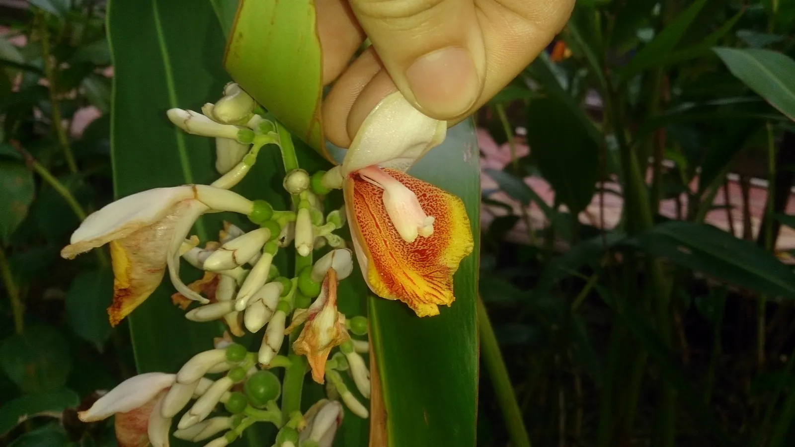 Shell Ginger (Alpinia Zerumbet) — The Shell Ginger thrives in USDA hardiness zones 8 through 11 and prefers partial shade; for optimal growth, a, image 53