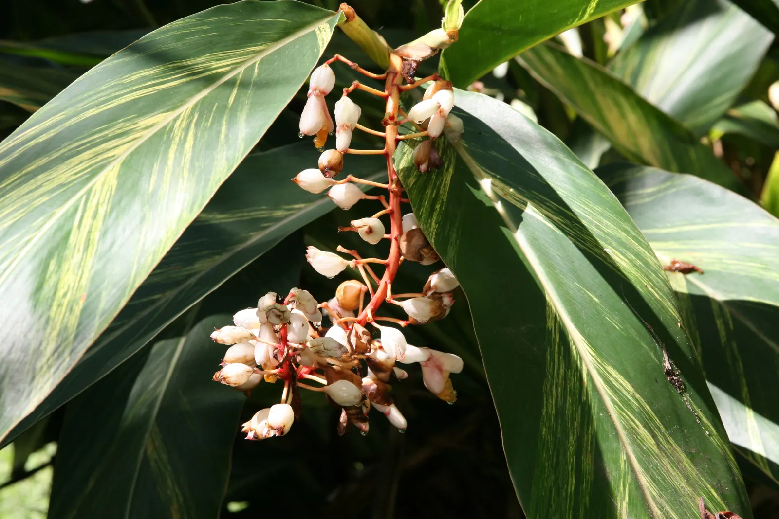 Shell Ginger (Alpinia Zerumbet) — growing up to 24 inches in length and arranged in an alternate pattern