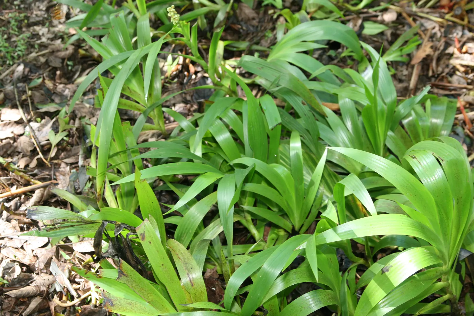 Shell Ginger (Alpinia Zerumbet) — Its lush, green leaves add tropical flair, and it thrives in partial shade with rich, moist soil; the Shell Ginger can be