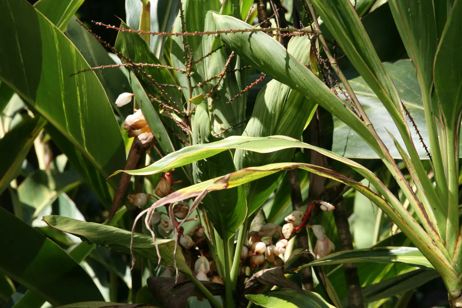Shell Ginger (Alpinia Zerumbet) — growing up to 24 inches in length and arranged in an alternate pattern; making it a captivating choice for landscape focal