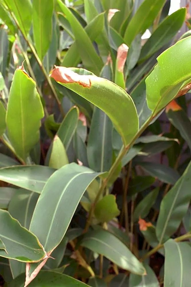 Shell Ginger (Alpinia Zerumbet) — perennial with green and white blooms; shell Ginger produces drooping clusters of white and pink shell-like flowers