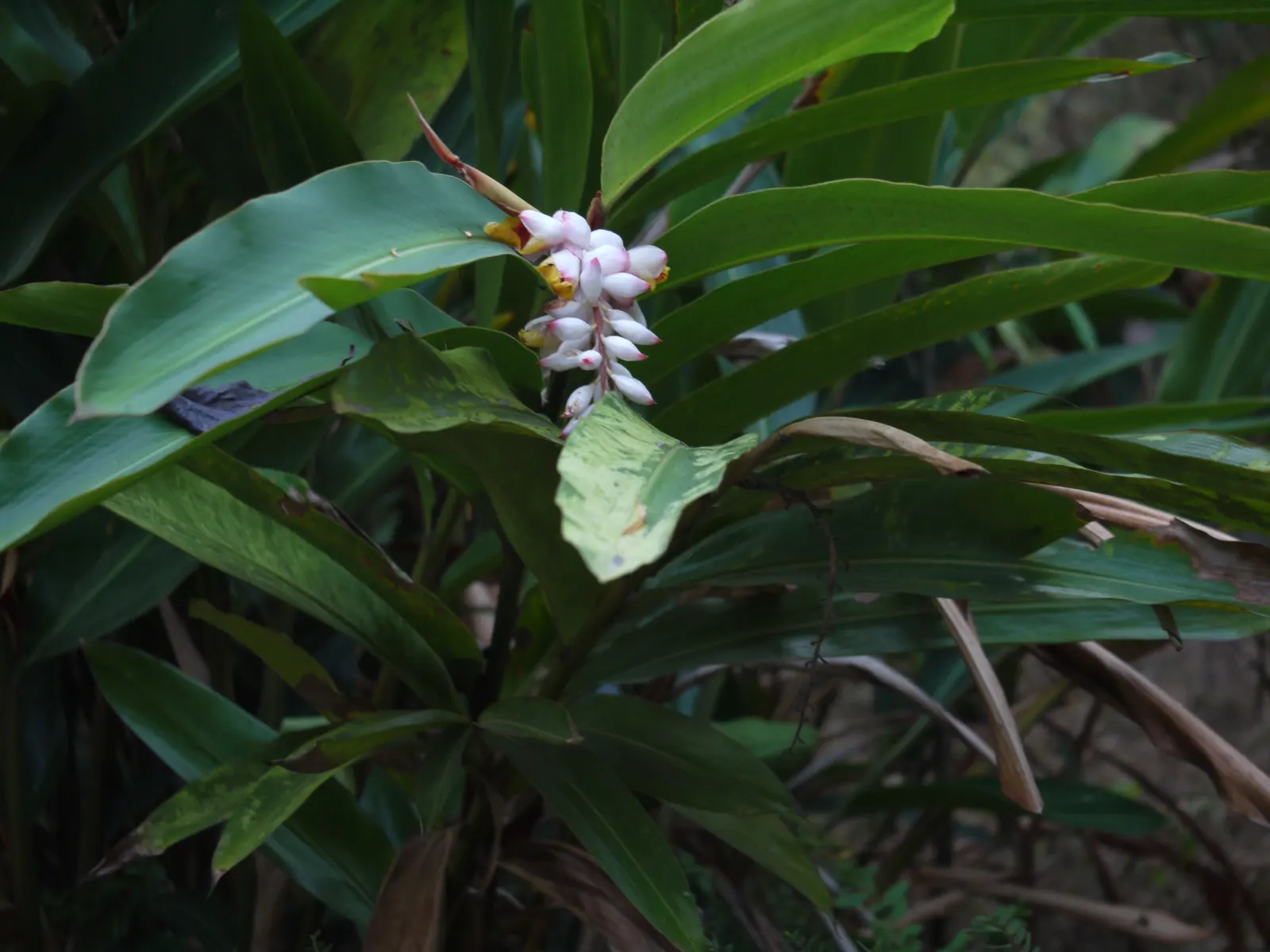 Shell Ginger (Alpinia Zerumbet) — The Shell Ginger thrives in USDA hardiness zones 8 through 11 and prefers partial shade