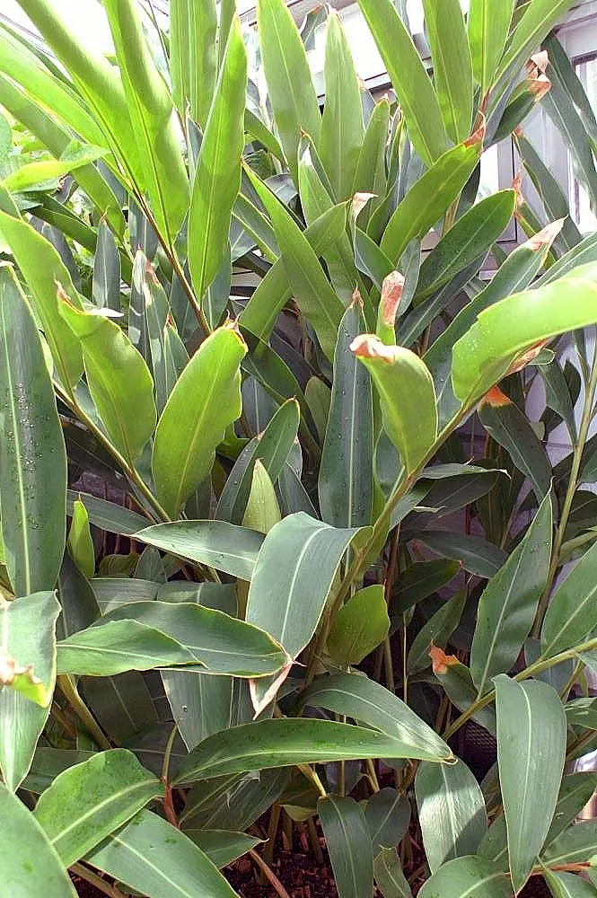Shell Ginger (Alpinia Zerumbet) — making it a dynamic addition to the discerning client's garden; green and white flowers in the garden