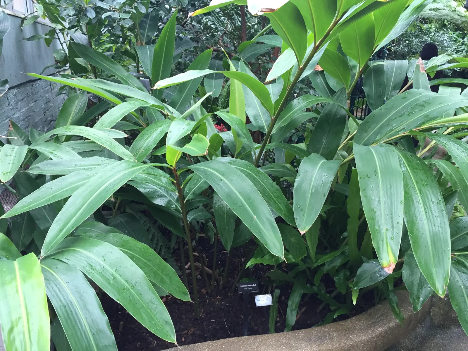 Shell Ginger (Alpinia Zerumbet) — green and white flowers in the garden; adds aromatic, visual interest to shaded garden areas or as a container specimen
