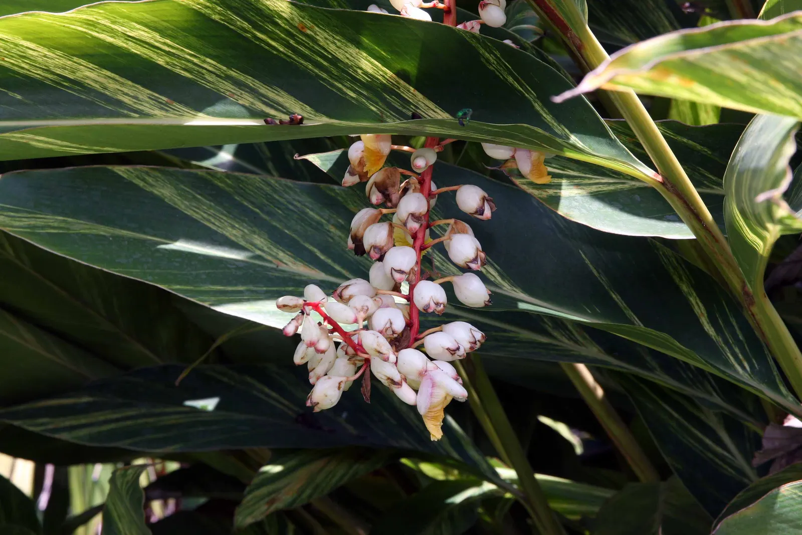 Shell Ginger (Alpinia Zerumbet) — For optimal growth, a high-potassium fertilizer should be applied in the growing season; perennial with green and, image 60