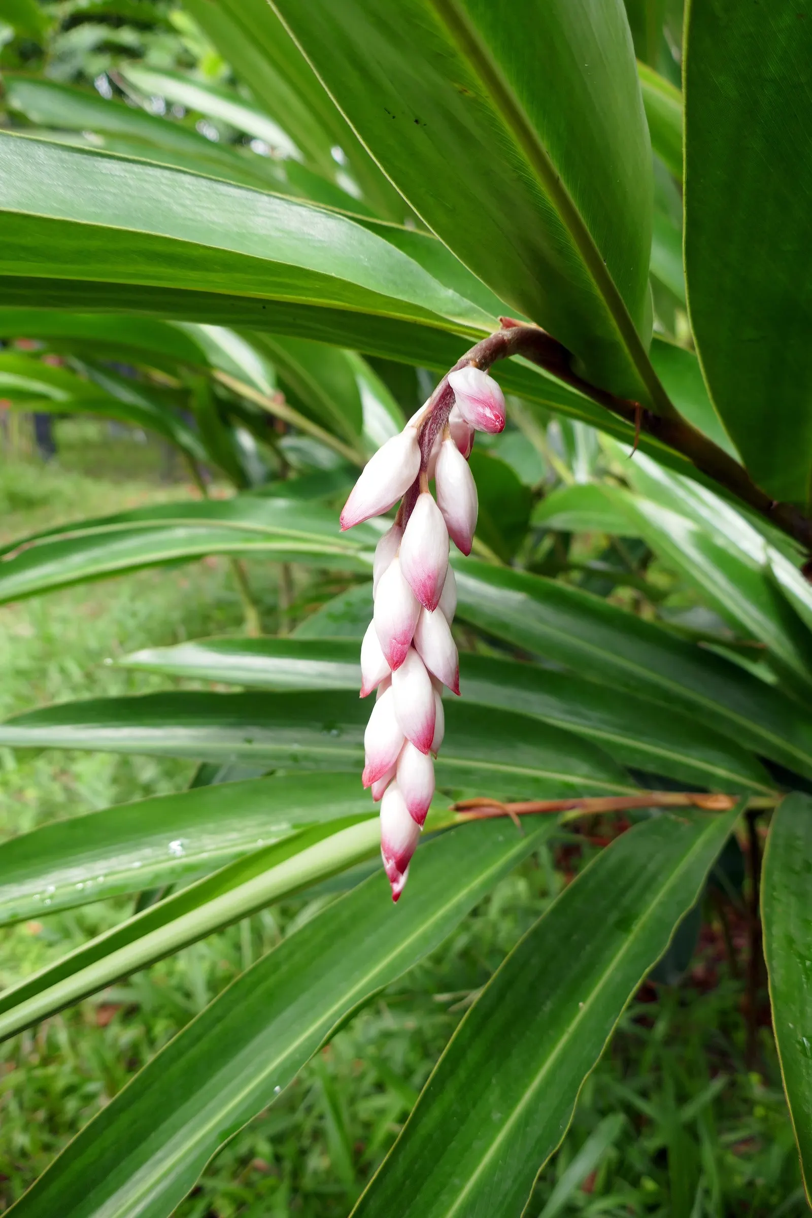 Shell Ginger (Alpinia Zerumbet) — This robust tropical plant can reach a mature height of 8 to 10 feet with a spread of 3 to 5 feet