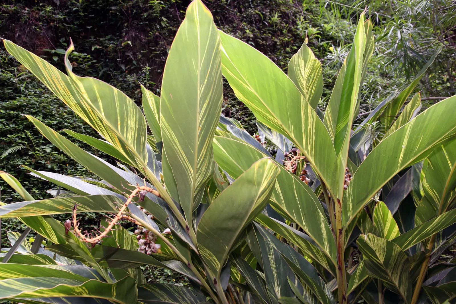 Shell Ginger (Alpinia Zerumbet) — growing up to 24 inches in length and arranged in an alternate pattern; making it a captivating choice for, image 55