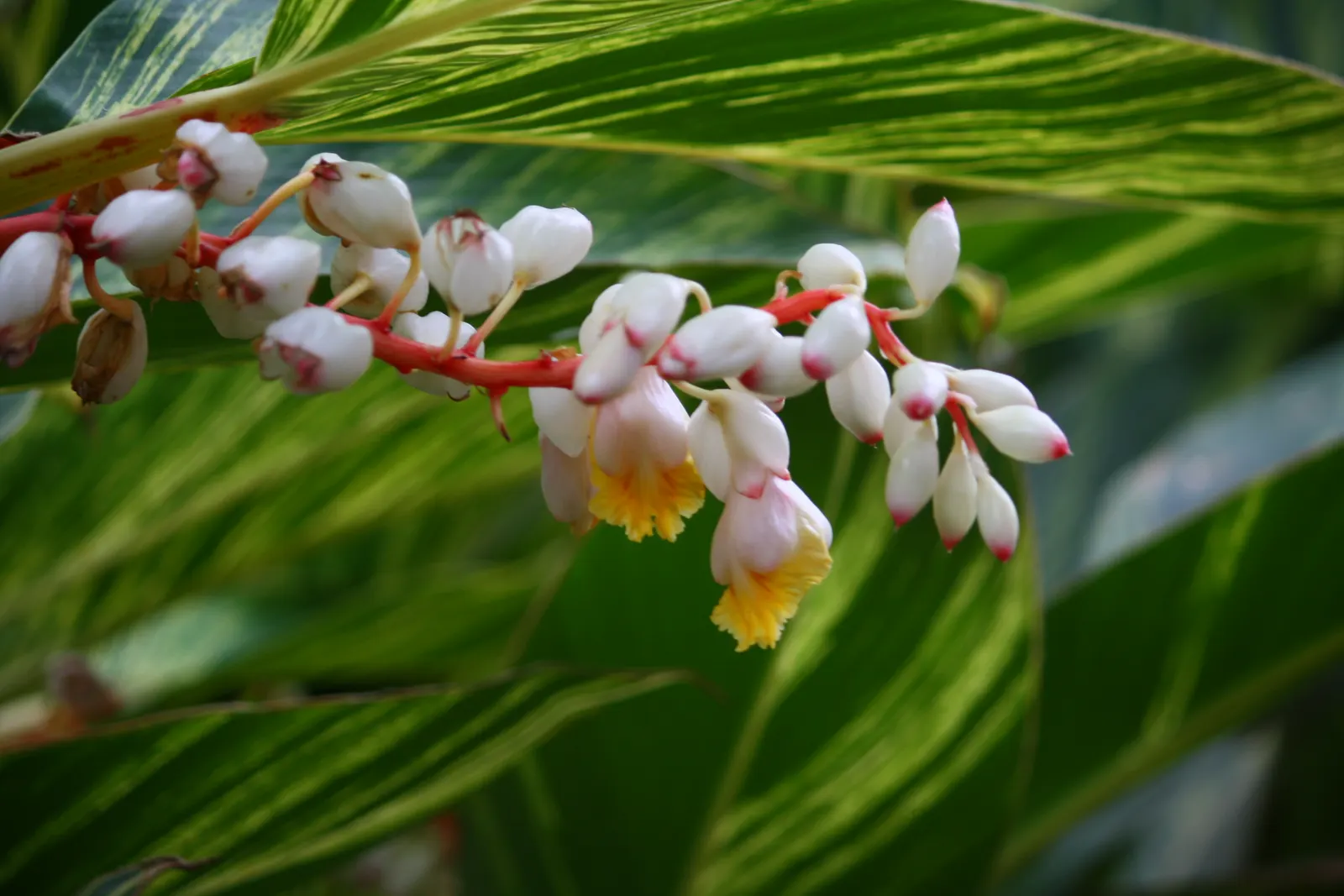 Shell Ginger (Alpinia Zerumbet) — adding a touch of exotic flair to the garden; perennial for half, image 57
