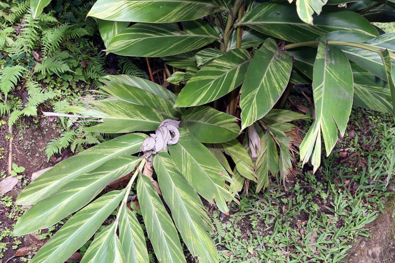 Shell Ginger (Alpinia Zerumbet) — making it a dynamic addition to the discerning client's garden; green and white flowers in the garden, image 63