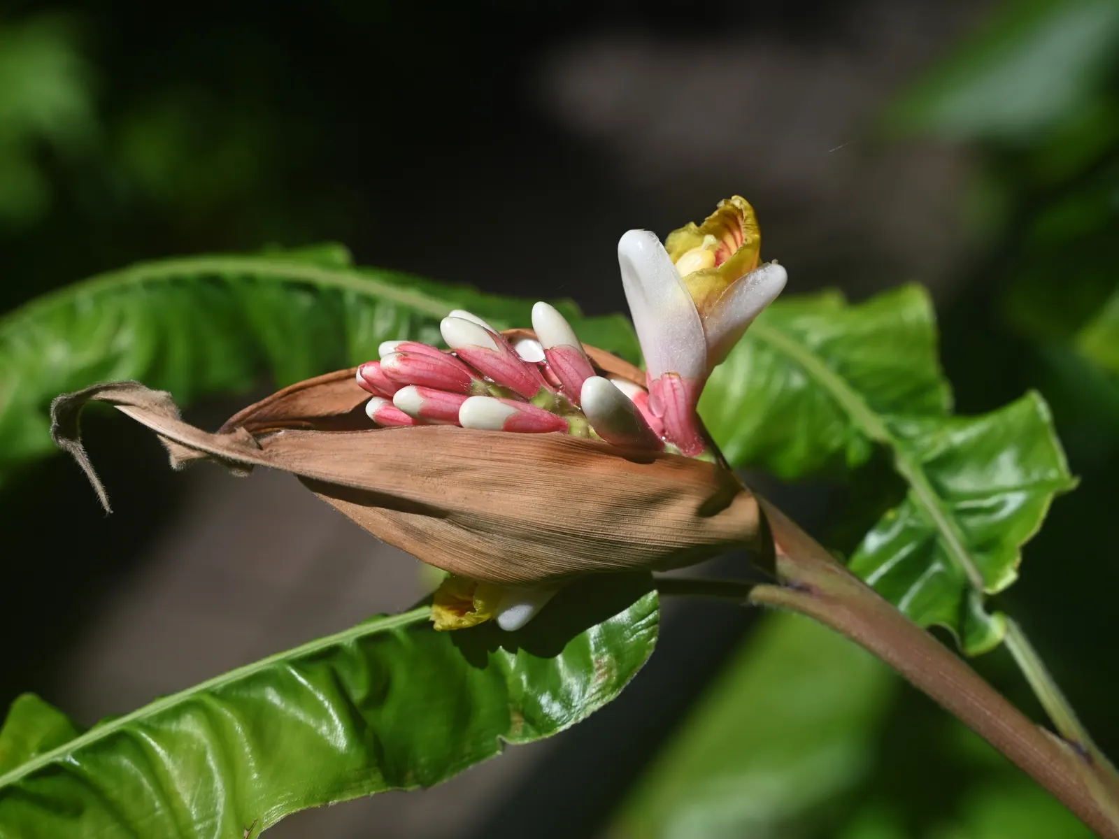 Shell Ginger (Alpinia Zerumbet) — For optimal growth, a high-potassium fertilizer should be applied in the growing season