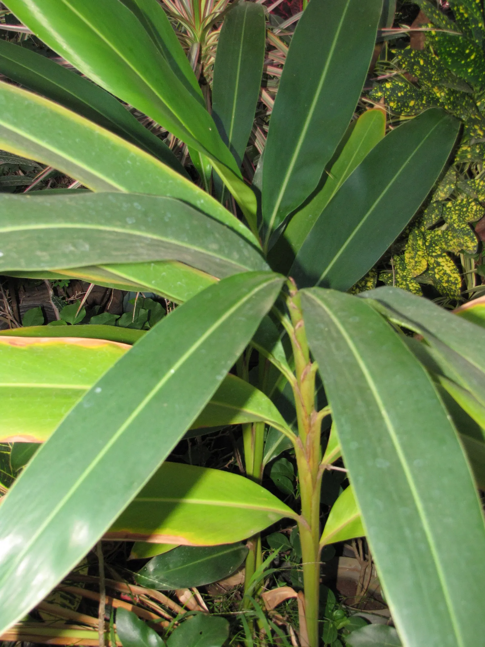 Shell Ginger (Alpinia Zerumbet) — adding a touch of exotic flair to the garden; perennial for half