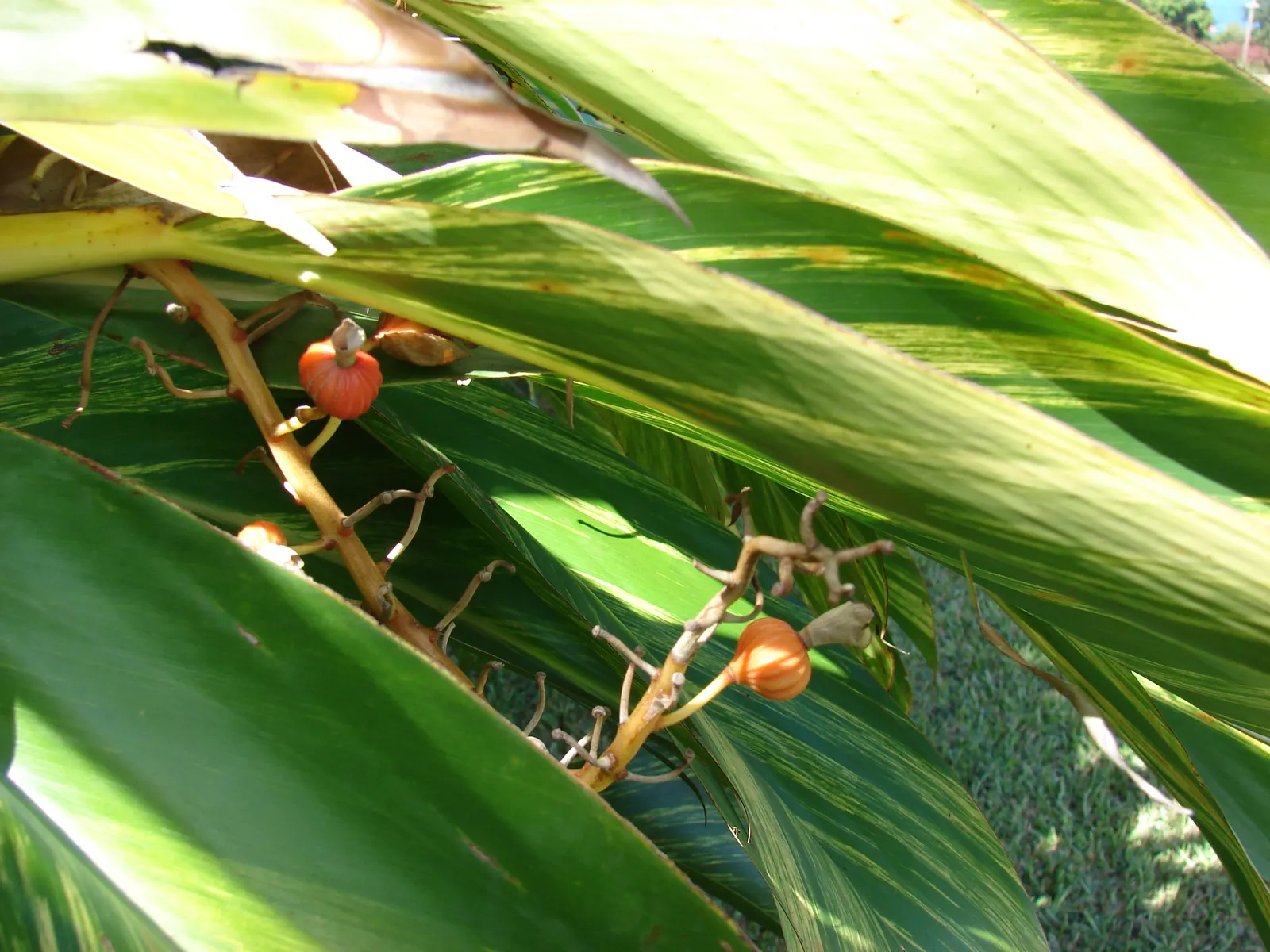 Shell Ginger (Alpinia Zerumbet) — Shell Ginger produces drooping clusters of white and pink shell-like flowers; consistent moisture is key, although the plant