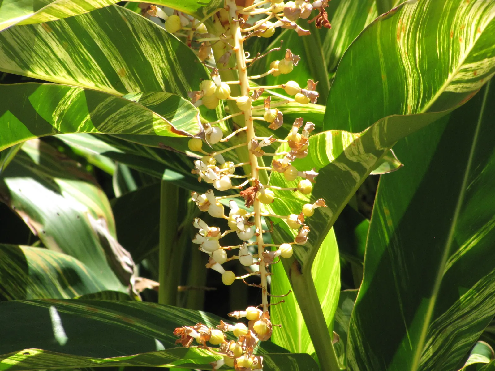 Shell Ginger (Alpinia Zerumbet) — This robust tropical plant can reach a mature height of 8 to 10 feet with a spread of 3 to 5 feet; known for its striking