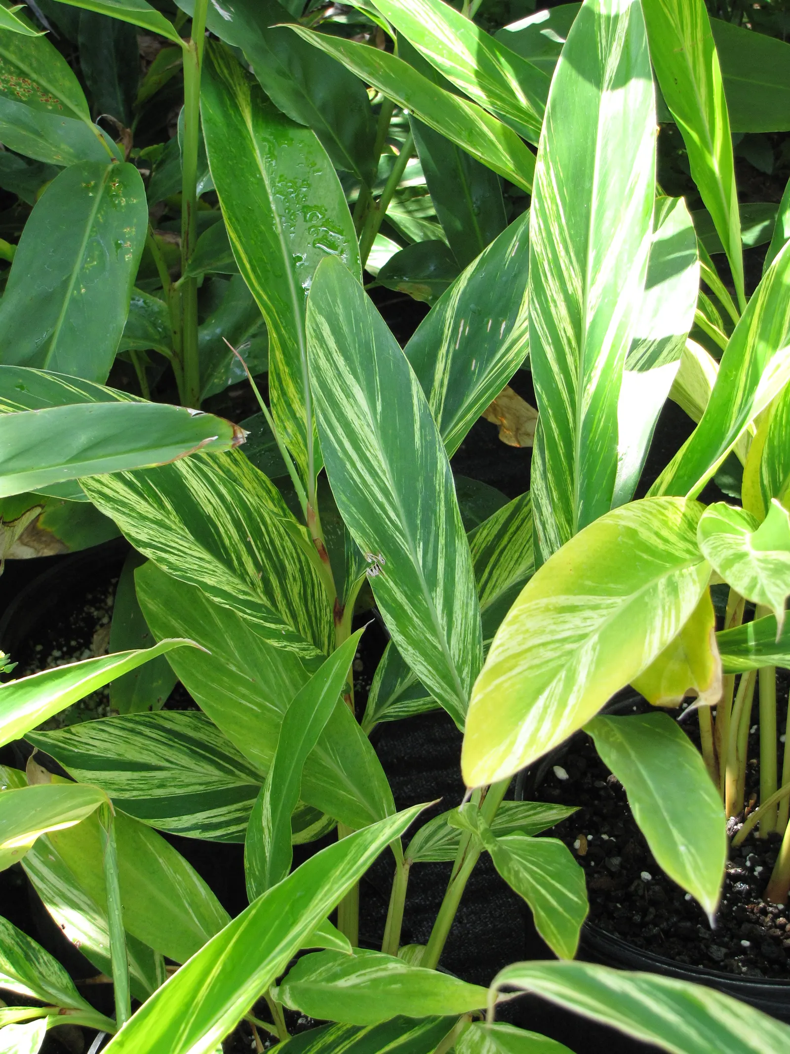 Shell Ginger (Alpinia Zerumbet) — commonly known as Shell Ginger; it can be grown in containers and brought indoors during frost periods to maintain year-round