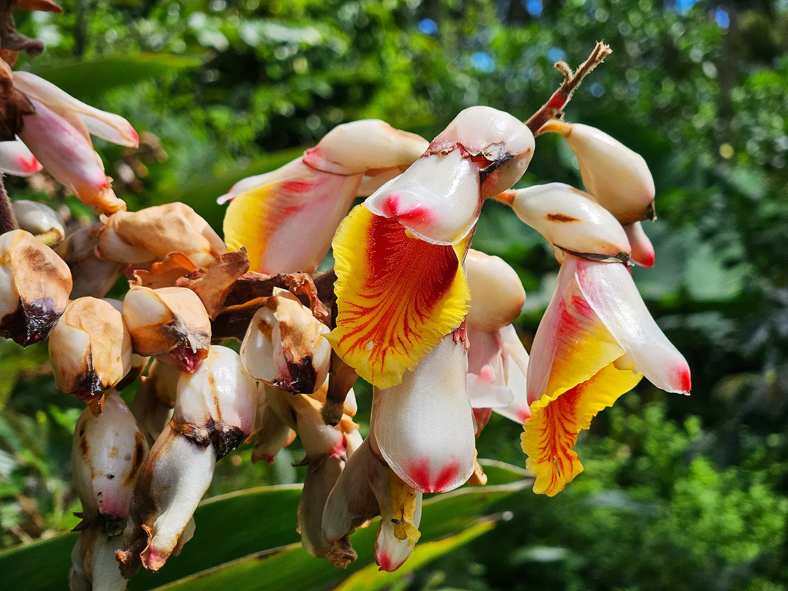 Shell Ginger (Alpinia Zerumbet) — commonly known as Shell Ginger