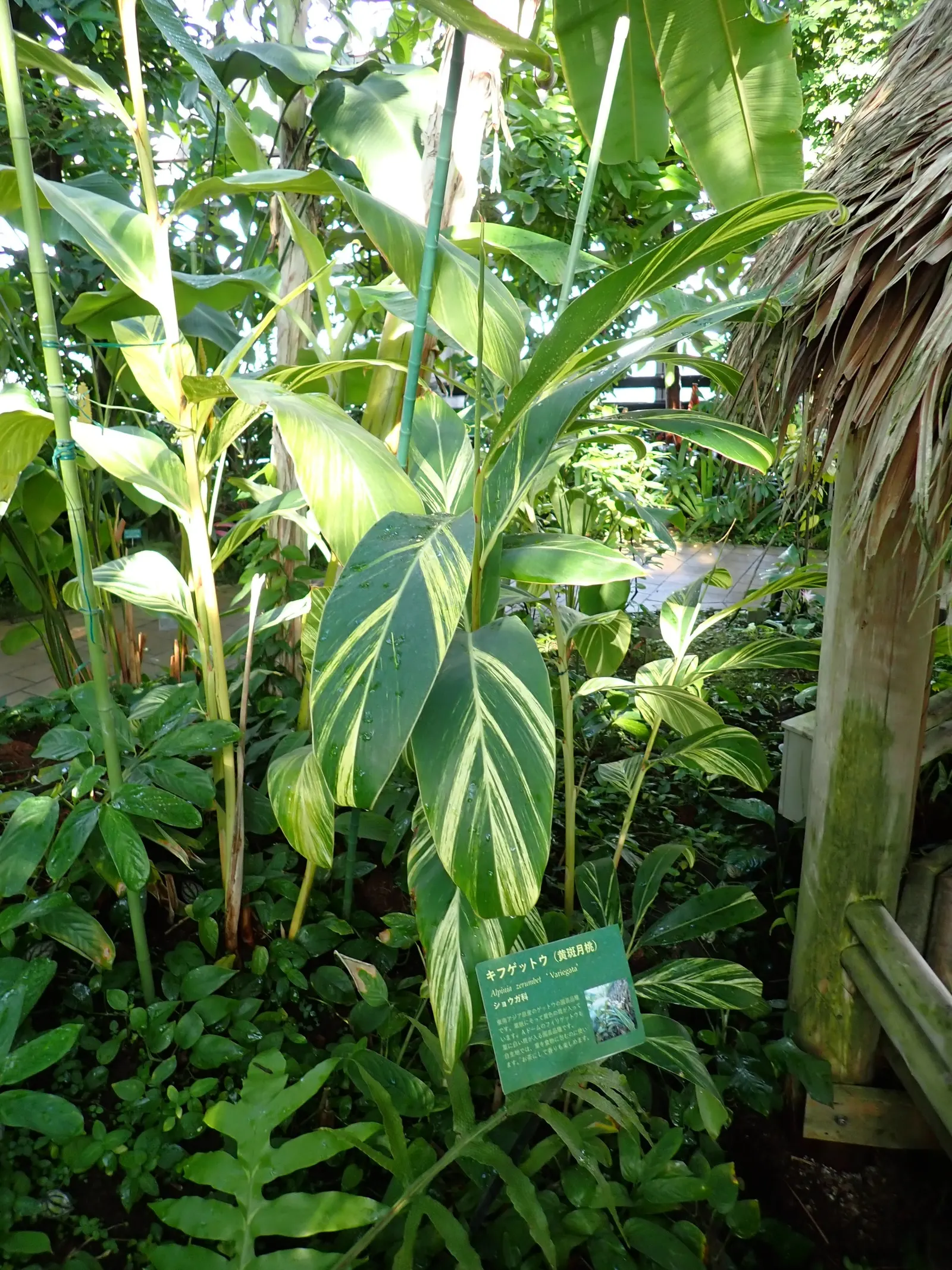 Shell Ginger (Alpinia Zerumbet) — the Shell Ginger can be used for mass plantings