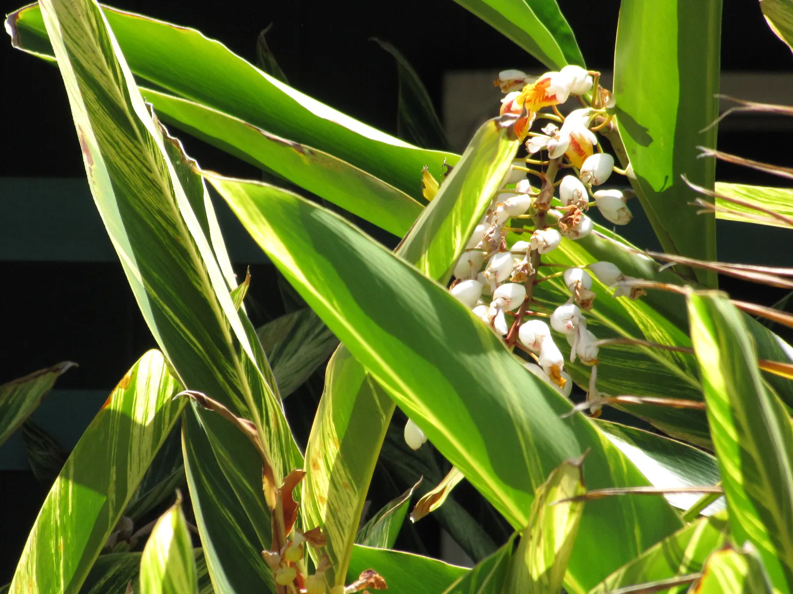 Shell Ginger (Alpinia Zerumbet) — making it a dynamic addition to the discerning client's garden