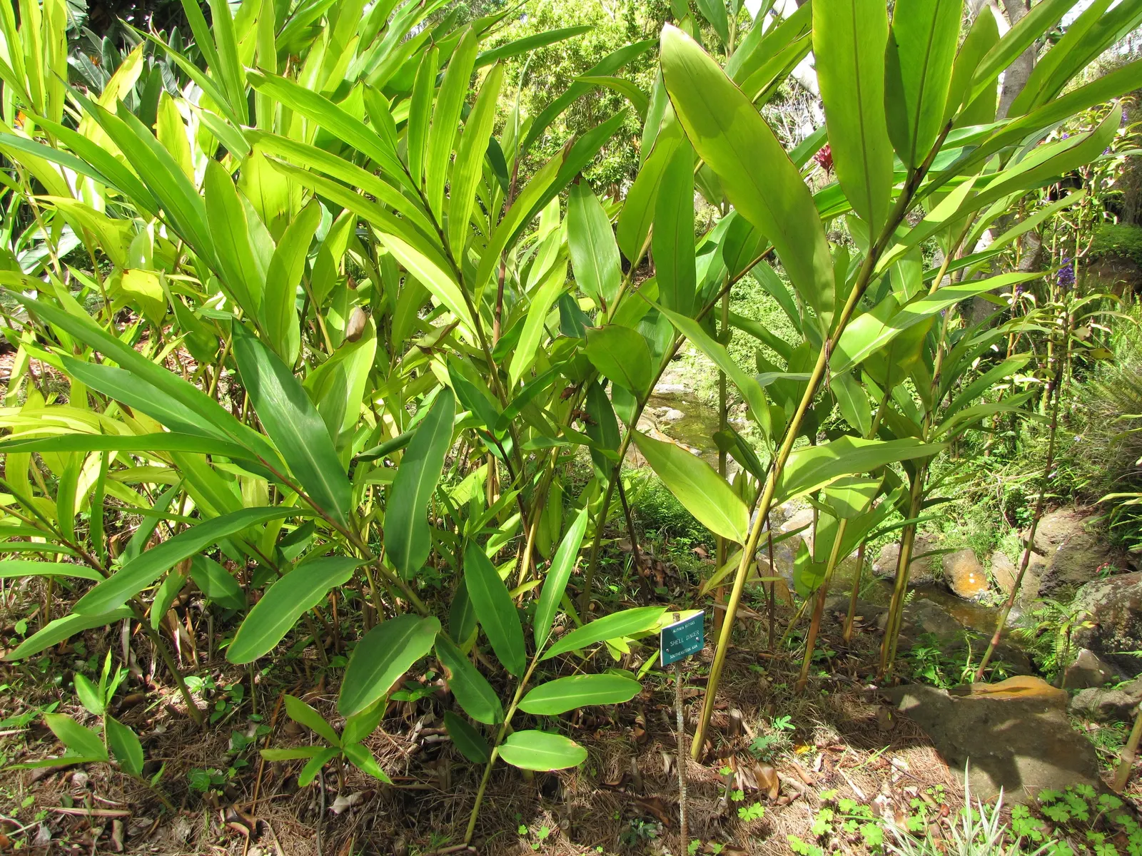 Shell Ginger (Alpinia Zerumbet) — making it a captivating choice for landscape focal points; the Shell Ginger thrives in USDA hardiness zones 8 through 11 and