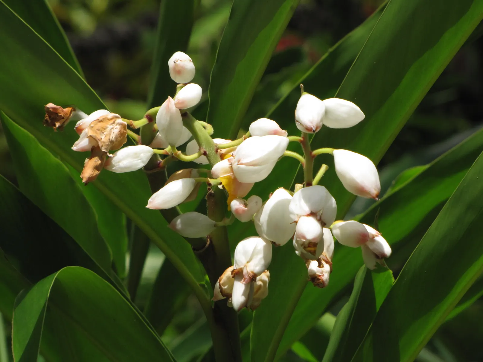 Shell Ginger (Alpinia Zerumbet) — Consistent moisture is key, although the plant is slightly drought-tolerant once established; these flowers are not only