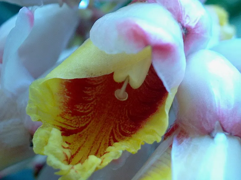 Shell Ginger (Alpinia Zerumbet) — Known for its striking shell-shaped white flowers with pink tips, it blooms from summer to fall; growing up to 24 inches in