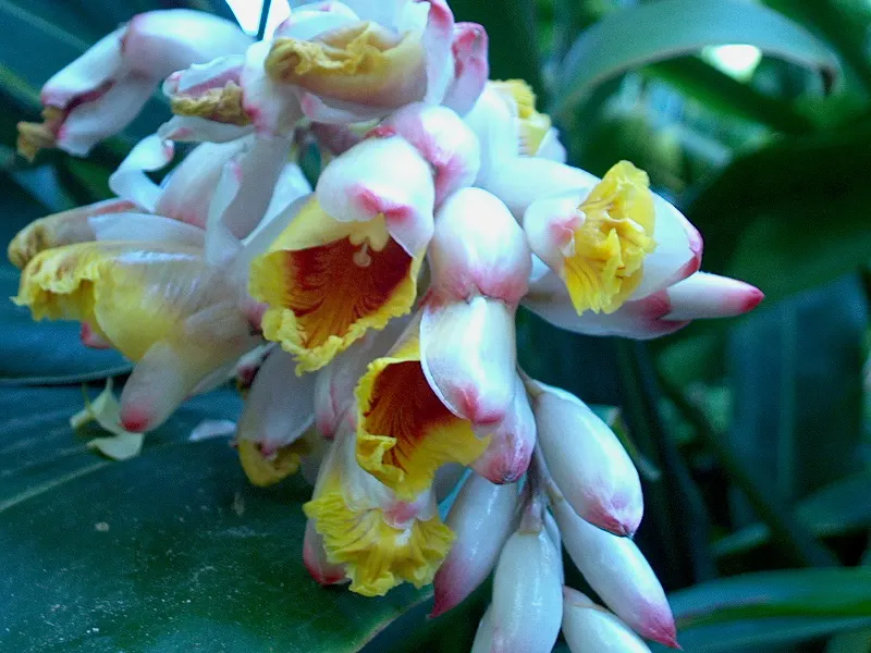 Shell Ginger (Alpinia Zerumbet) — perennial for half