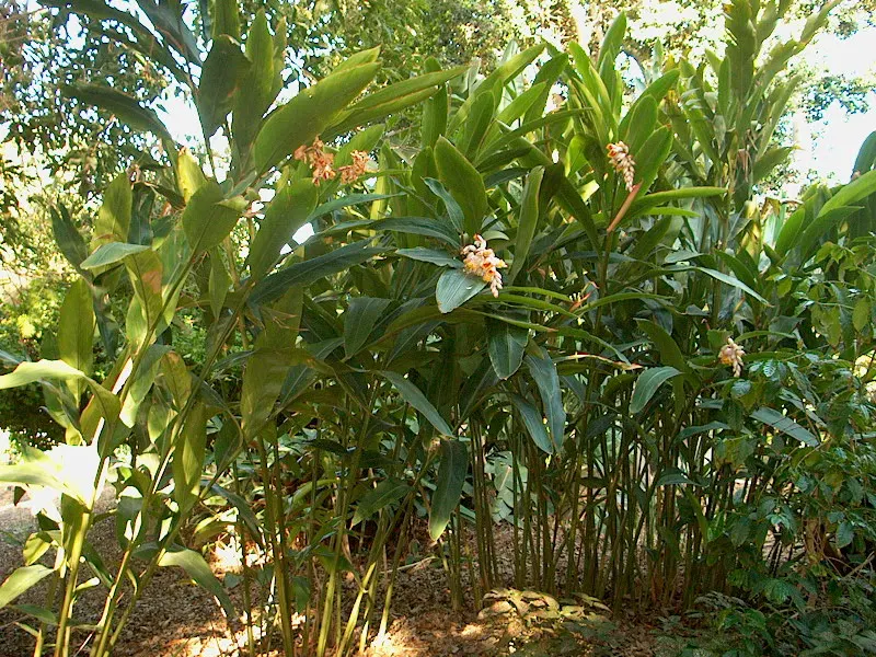 Shell Ginger (Alpinia Zerumbet) — Shell Ginger (Alpinia zerumbet) is a perennial, reaching heights of 8-10 ft; ideal for USDA zones 8-10, it requires