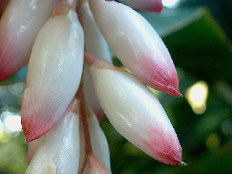 Shell Ginger (Alpinia Zerumbet) — perennial with green and white blooms