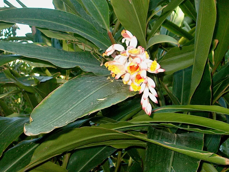 Shell Ginger (Alpinia Zerumbet) — green and white flowers in the garden