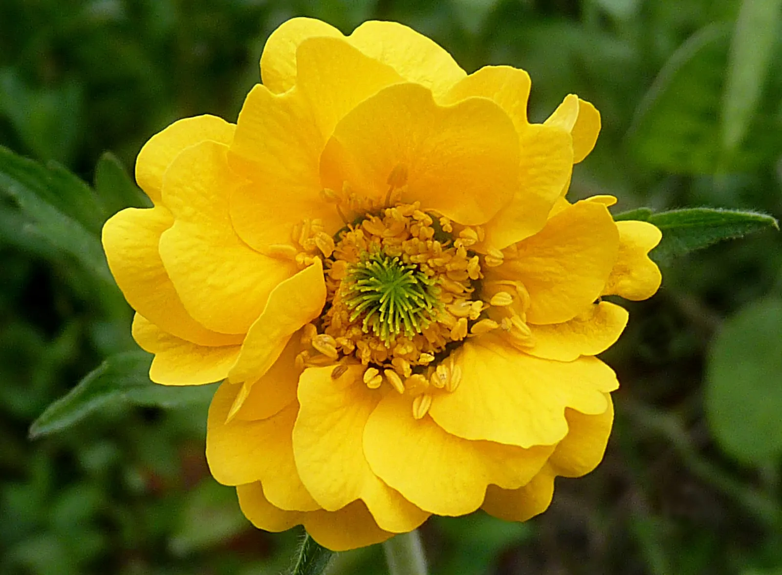 Lady Stratheden Geum (Geum 'Lady Stratheden') — Ideal for borders or cottage gardens, it reaches a mature size of about 18 to 24 inches tall and wide