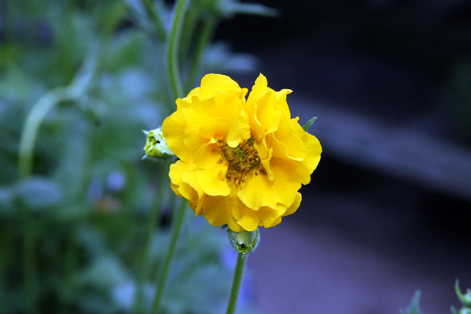Lady Stratheden Geum (Geum 'Lady Stratheden') — Hardy in zones 5-7, it draws pollinators while proving deer resistant