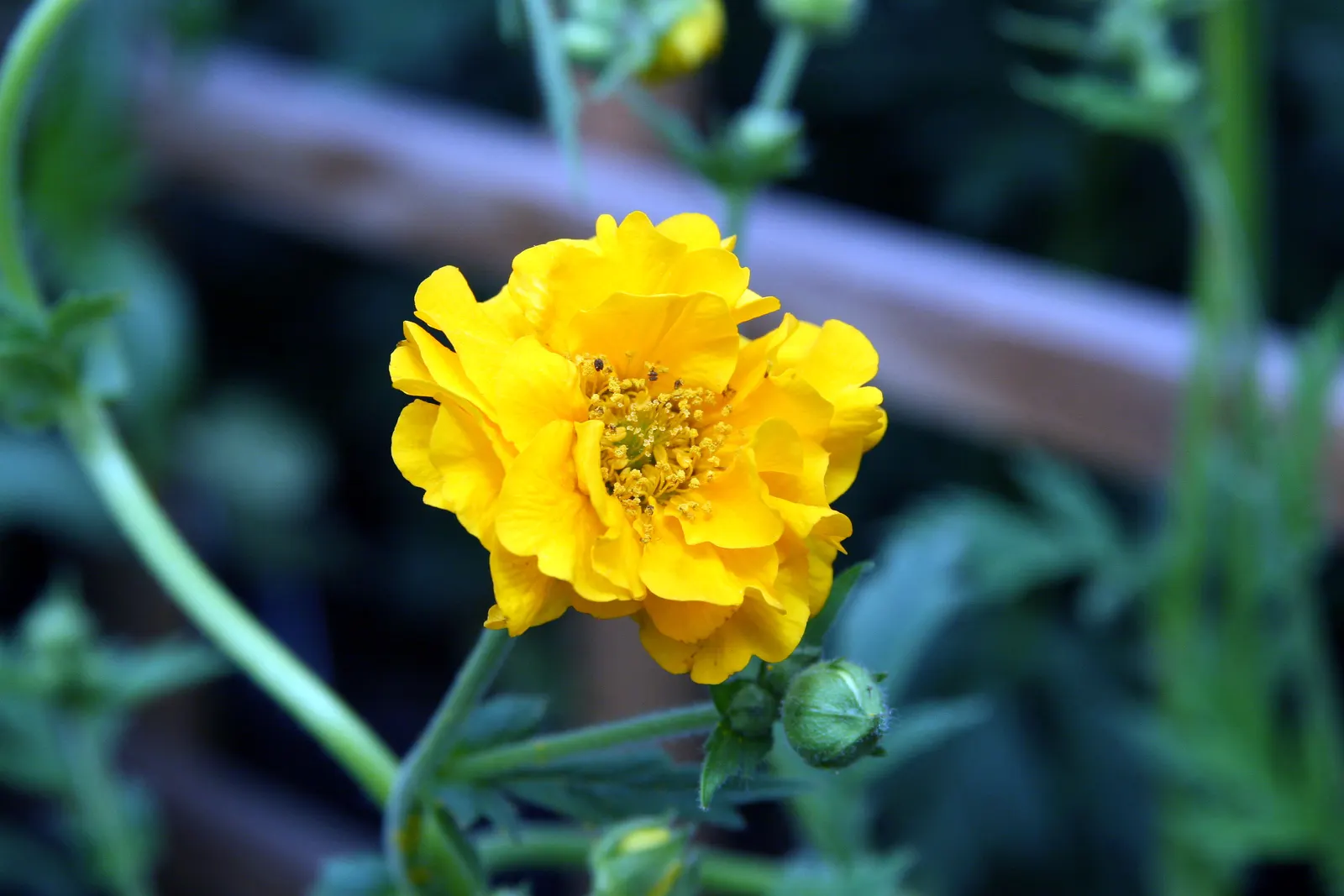 Lady Stratheden Geum (Geum 'Lady Stratheden') — With a blooming period from late spring into summer, it adds a prolonged splash of color