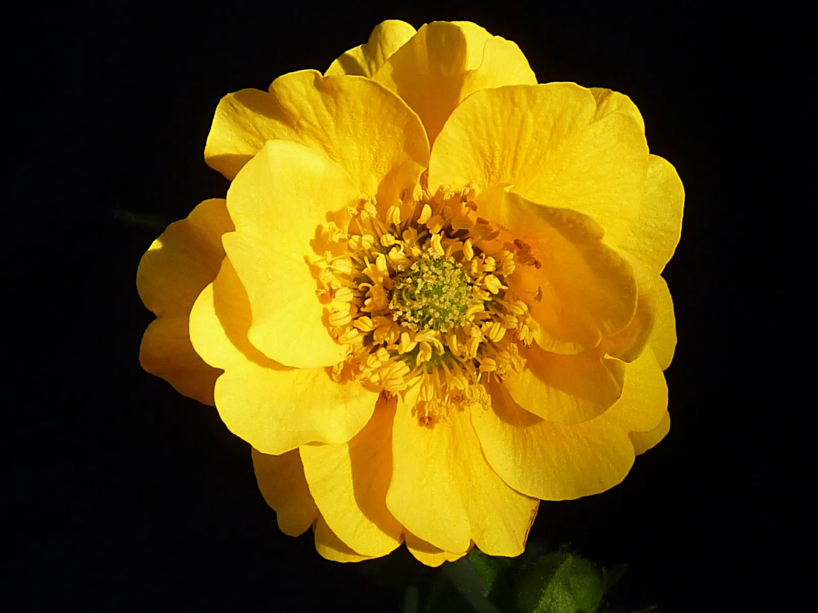 Lady Stratheden Geum (Geum 'Lady Stratheden') — Prefers well-drained soil and full to part sun